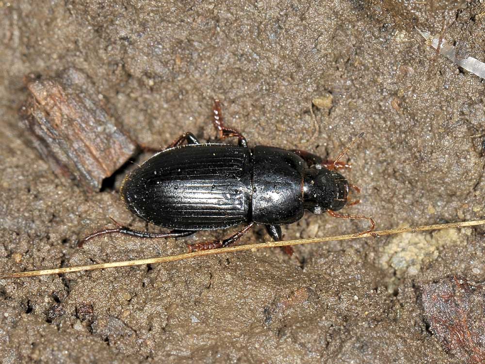 Harpalus tardus
